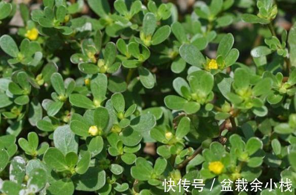 马生菜|冬季阳台种马生菜,多晒太阳少浇水,叶子蹭蹭长