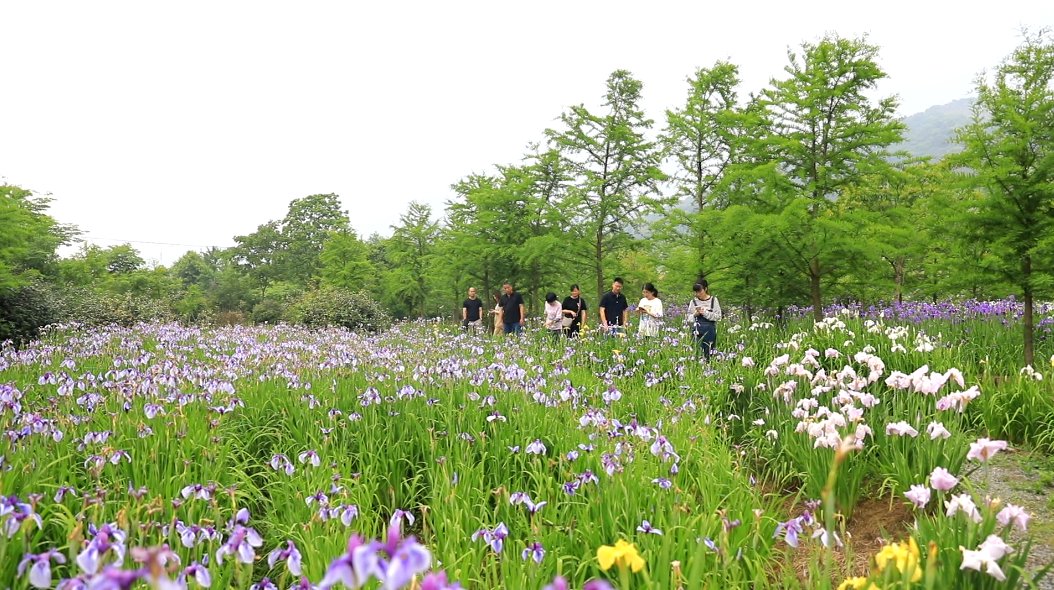 美景|余杭：百亩鸢尾盛放 初夏美景惹人醉