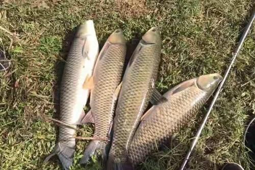 老大爷口出狂言:钓草鱼根本用不着商品饵,试过才知没骗人