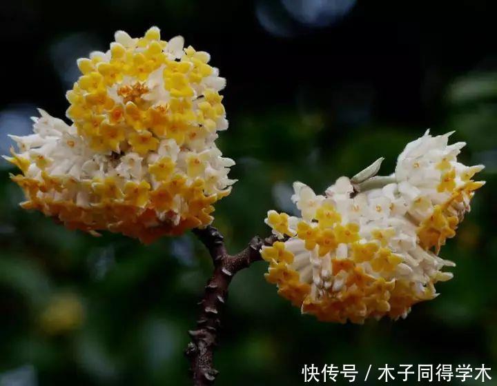 打结花!真漂亮啊!