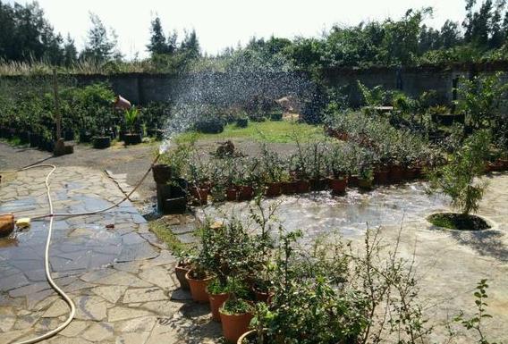 最喜欢丛林式盆景了，这个博兰盆景老桩这样修剪造型，真的美极了