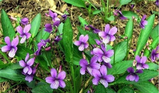 野草|上班族“十人九个脖子疼”常用河边一野草泡水抹,哪也不痛了