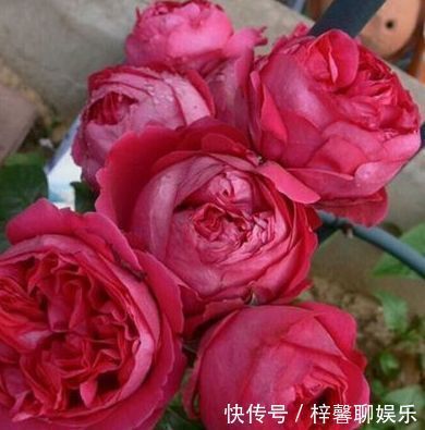 沙壤土|喜欢牡丹,不妨养盆“精品玫瑰”红色伊甸园,开花爆盆,花比叶多