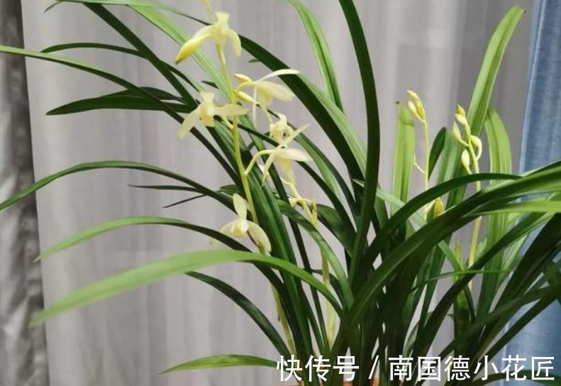 兰花|秋天兰花生长进入关键期,3件事可不能偷懒,不然花量减半长势差