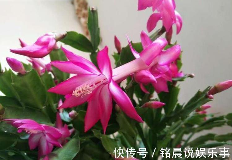 养花|4种花是花界“美人”，绚丽多姿，疯狂开花，养在阳台极美