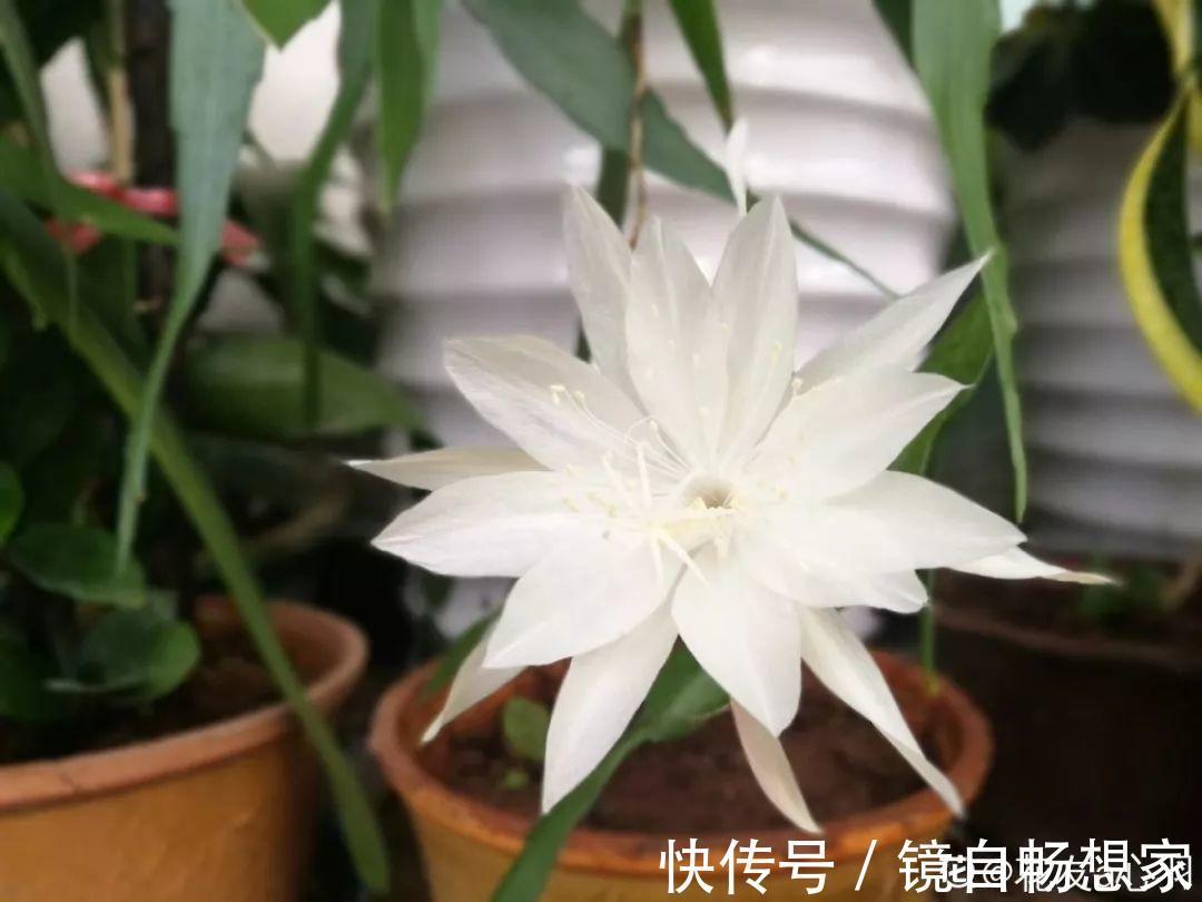 这花真稀罕，刚开花就被掐光了，花钱未必买得到！