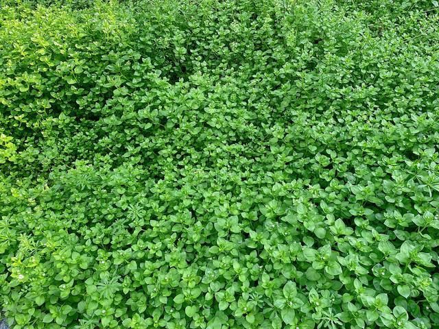 农村地里常见的一种野菜，新鲜翠绿，和鸡蛋炒一炒，营养又美味！