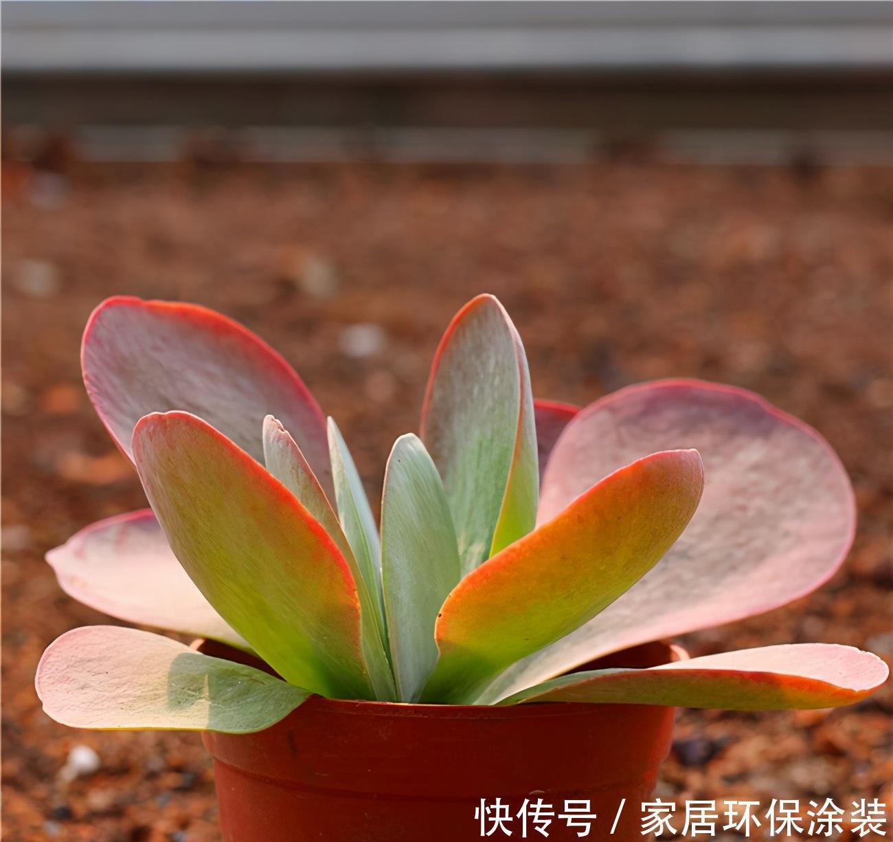 妙招|多肉唐印的变红小妙招,颜色鲜艳的秘密,分享给你