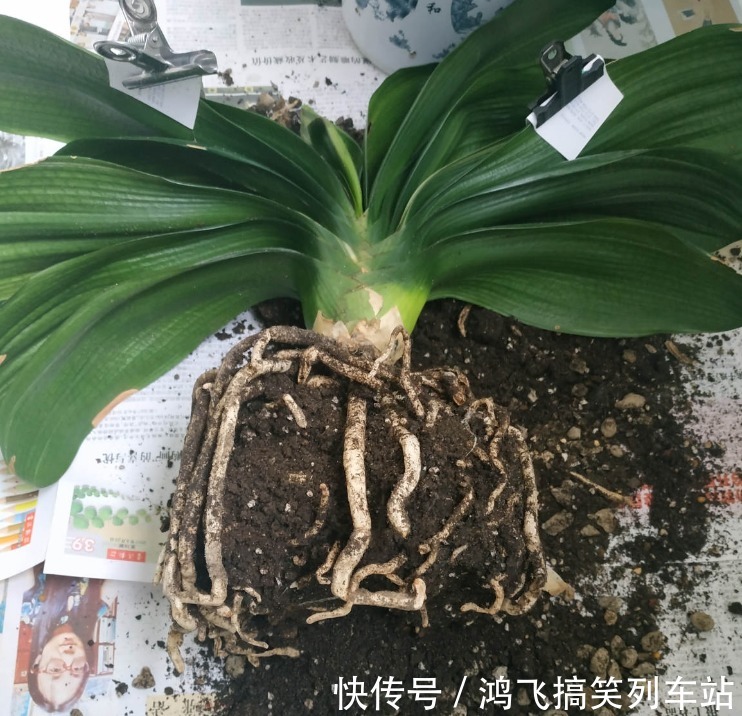 君子兰养了10年不开花，就是这个原因，看完就明白了！