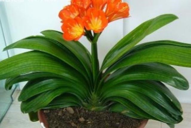 盆里加点“它”，不花一分钱，君子兰、茉莉叶片油绿，开花不停！