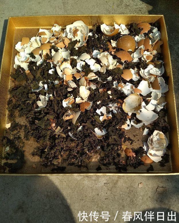 喝剩的茶叶捂一捂,掺到土里肥效足,花儿长得旺