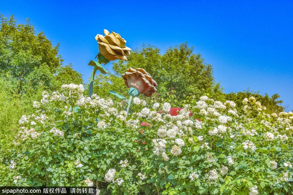 花朵|全球最大！1700多种、近7万株花朵的北京绝美花海！震撼朋友圈，还不要停车费~