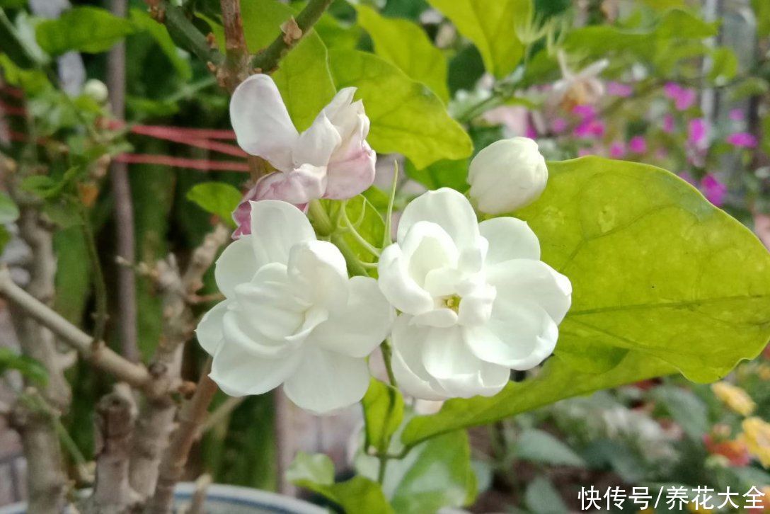 煤渣|夏天茉莉不开花?两种土壤要重视,及时处理才能长势旺