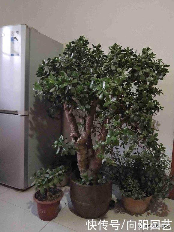多肉|玉树，吸财树，两种多肉，你喜欢哪种？玉树最好，长得最快
