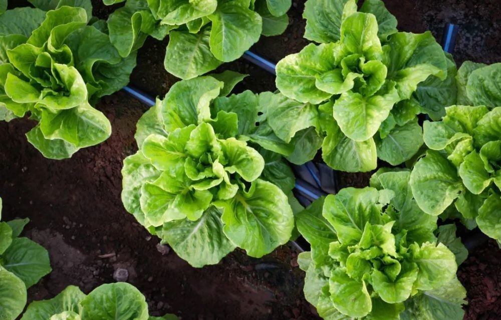 花园|在家种个菜都这么美,还要什么花园?