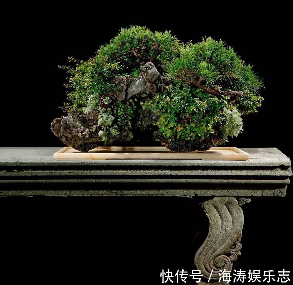 阳台上|盆景枝干弯曲上翘的最佳方法,既简单又高效,同时拆除更方便!