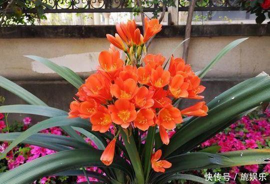 养花就用它做花肥,半年追加一次,比柳枝水、阿司匹林实用