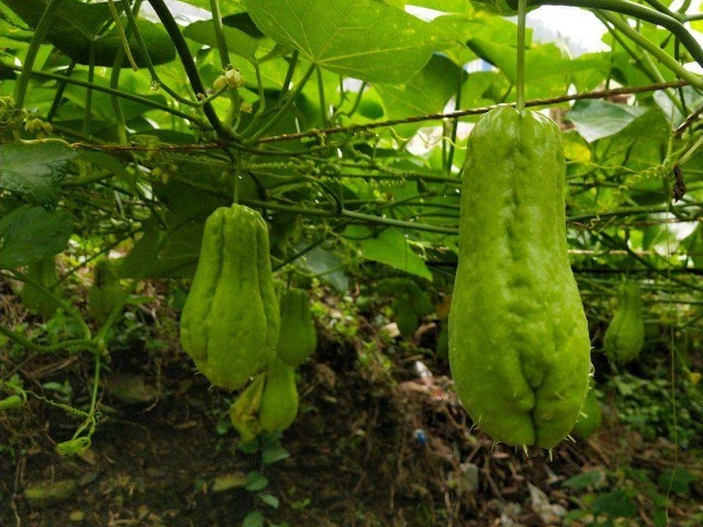 不育之症|农村有一种长相奇特的瓜,是心脏的“保护神”,常吃还能提高智力