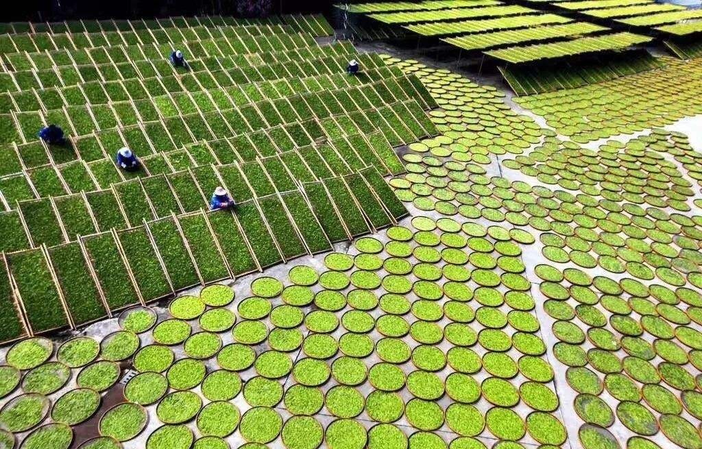 之中|你喝到过发酸的白茶吗?到底是存坏了还是正处于转化之中?