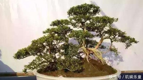 这“3种树”平凡不起眼,做成盆景贵气十足,养上3年,价格翻几倍