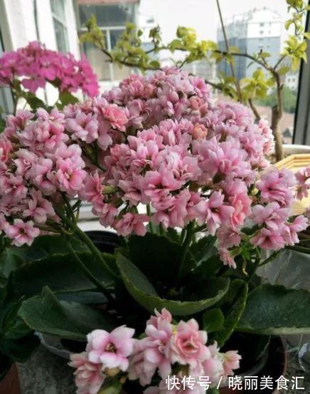 立冬之后养长寿花,赶紧安排2件事,过60天开花爆盆,美极了