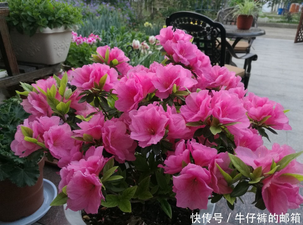 花蕾|堪称“花界劳模”的它们,不怕累,四季花开不歇,好活颜值高