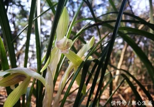 害虫|用什么可以去掉腐叶土里的虫？兰友：1块钱就解决