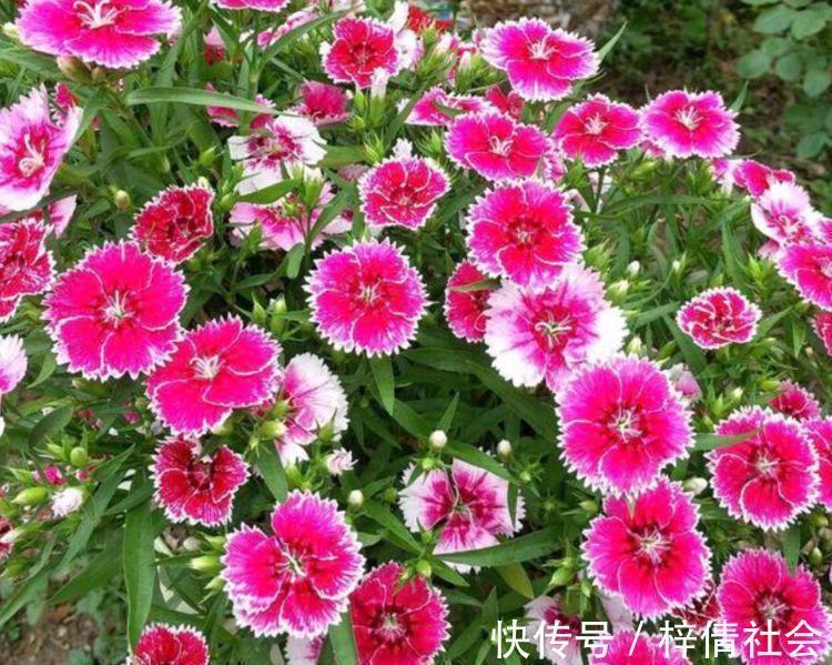 家里养4种花,沾土就活,一养就养爆,直接变成“小花园”