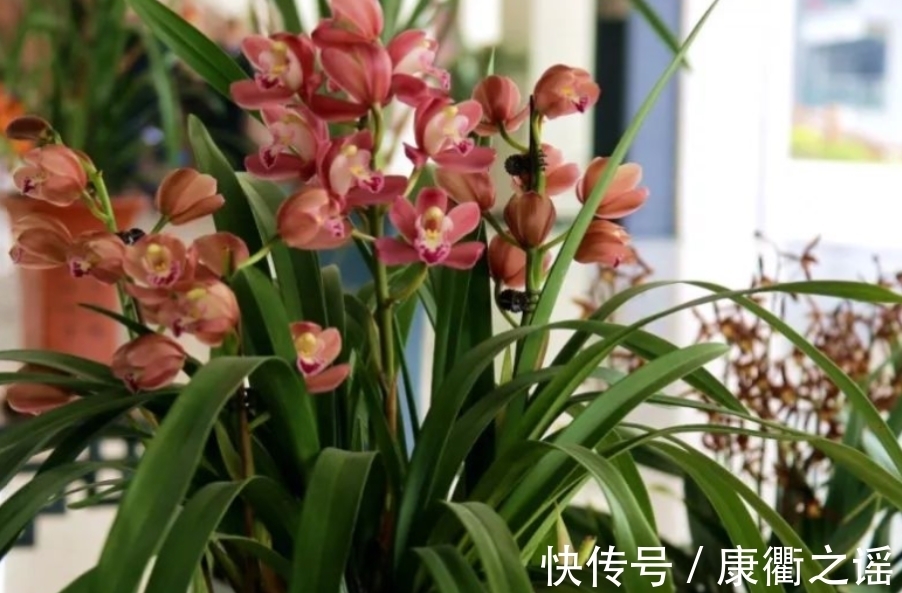 12月养春兰,忌讳这3点!忘记了,植株到来年春天开花难