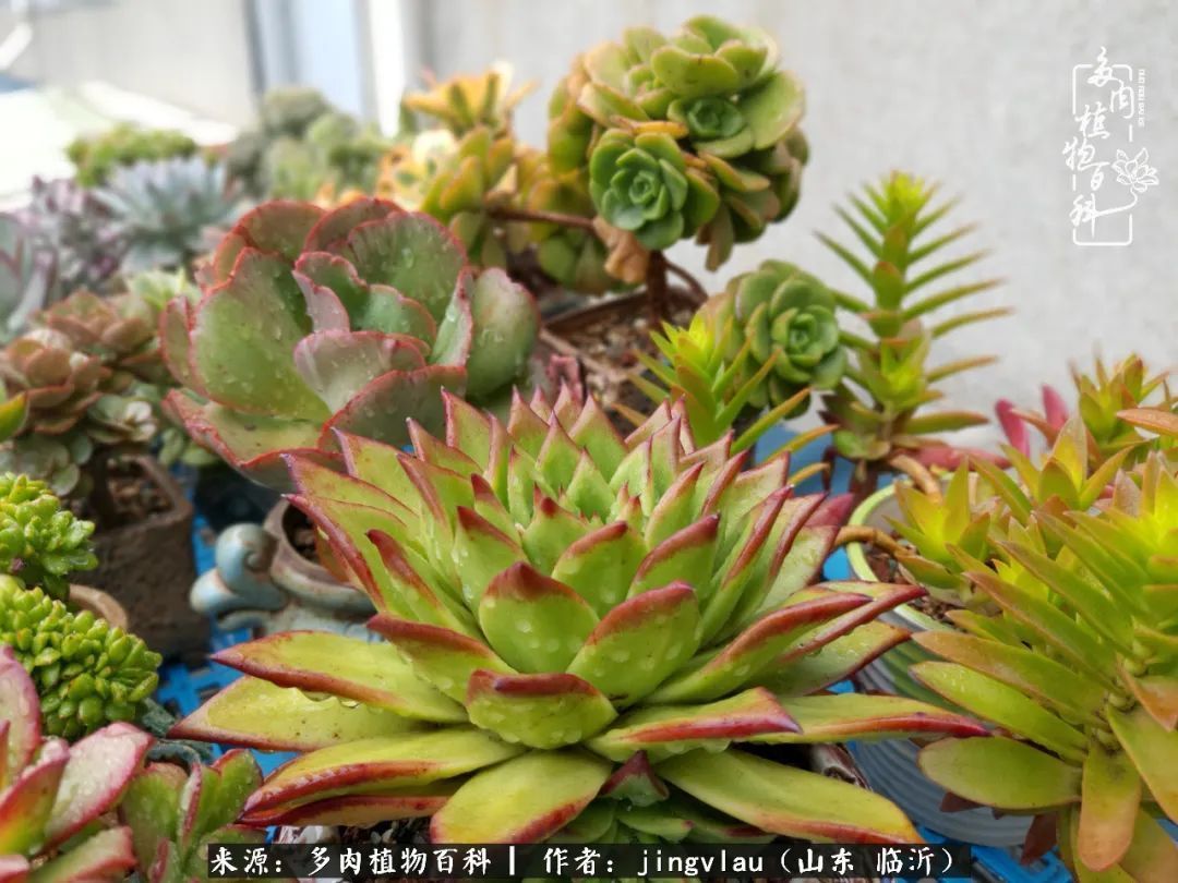 花月|多肉露养度夏，没遮阳没遮雨，有惊无险！