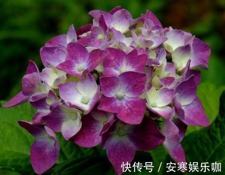 彩纸|喜欢菊花，不如养盆“高端玫瑰”彩纸口红，花开似唇彩，靓丽诱人