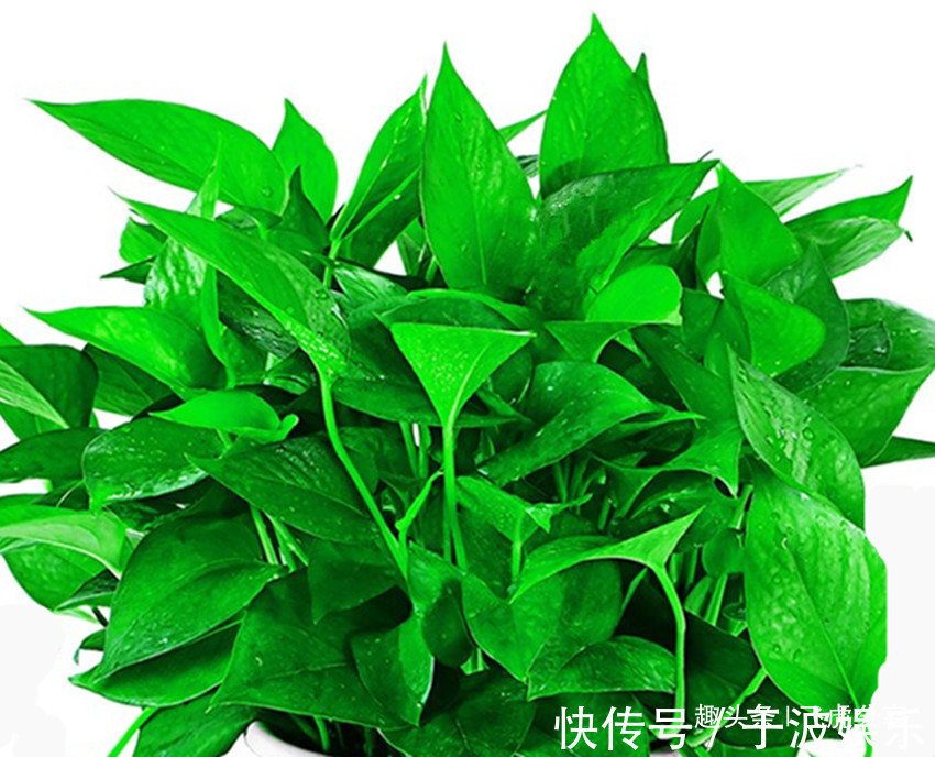 花长不好不用买肥，用它泡一泡来浇花，比花肥强十倍，还不烧根