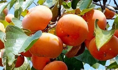 女性|女性减肥要会吃,推荐以下食品,促进排毒,改善便秘,进步免疫力