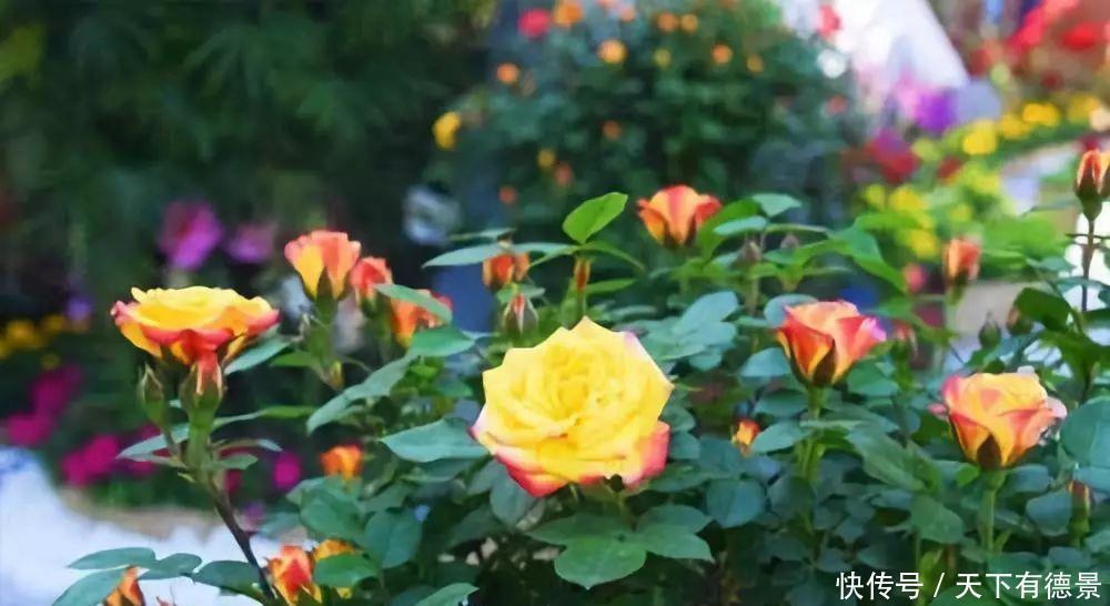 月季全年12个月养护指南,值得你收藏!