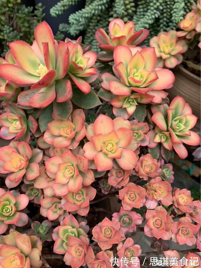 酥皮鸭|十几年的多肉“妖精”,自然老桩头,造型太美