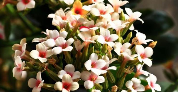 养6种花怕水多,烂根又烂叶,水少长势旺,开花开得多