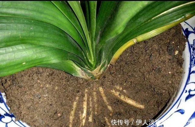 给君子兰换盆,3个错误不能犯,要不然伤根又黄叶