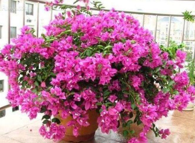 养花就养这几款,全年开花不停,人养花,花也养人,值得拥有