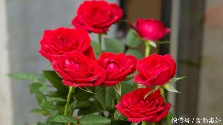 四季|夏天已到,这几款花卉养在家里,花姿妖娆,四季繁花似锦,美