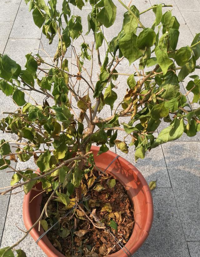 三角梅不开花12字的养护技巧，让它马上变成开花机器