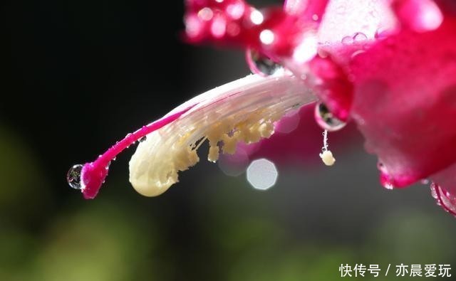  最畅销|蟹爪兰换盆时间温度为主，季节为辅！这样换盆更合理！