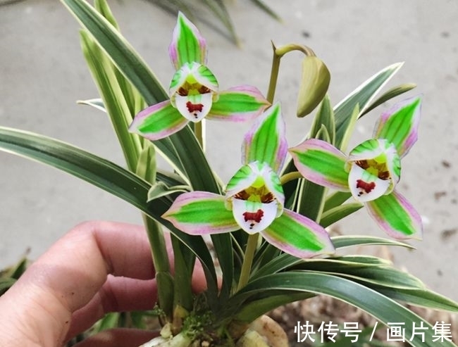 帝王妃|兰花珍品—矮种帝王妃,开花稳定,花香芬芳,文赏也可,武赏也行