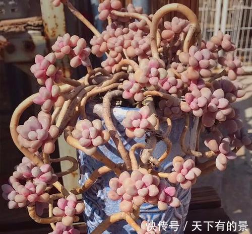 20款高贵梦幻紫色多肉，养一盆“紫气东来”，总有一款是你喜欢的