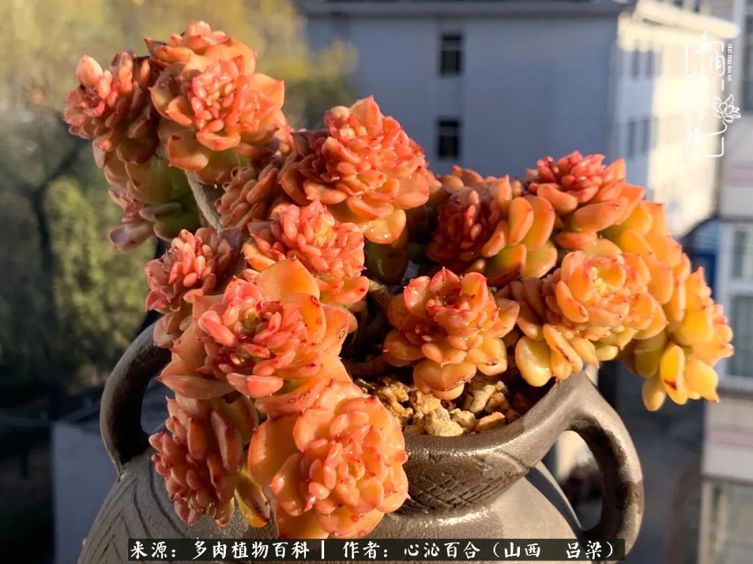 夏季的多肉,绿色才是主色调!努力呵护,期待绽放的那一刻!