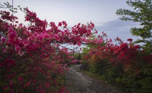 杜鹃花开，染得群山一片红