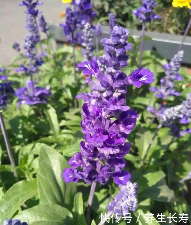 有些花名字太奇葩，叫出口太尴尬，开花却很美！