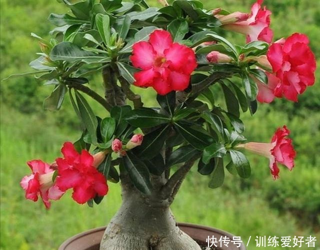 这2种好看的花,要“旱着养”才行,太勤快养不好它!