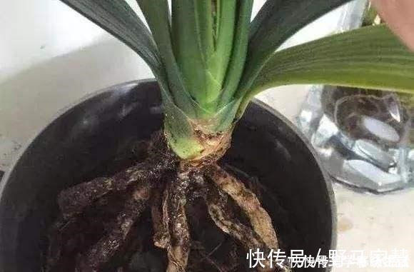 花友们|君子兰不见长，是僵苗还是养护不当教你“4招”，快速恢复活力！