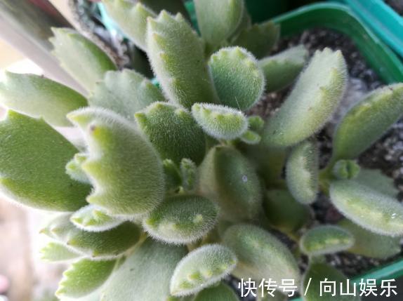 养多肉熊童子,不碰就掉叶子,你知道为什么,该怎么抢救吗