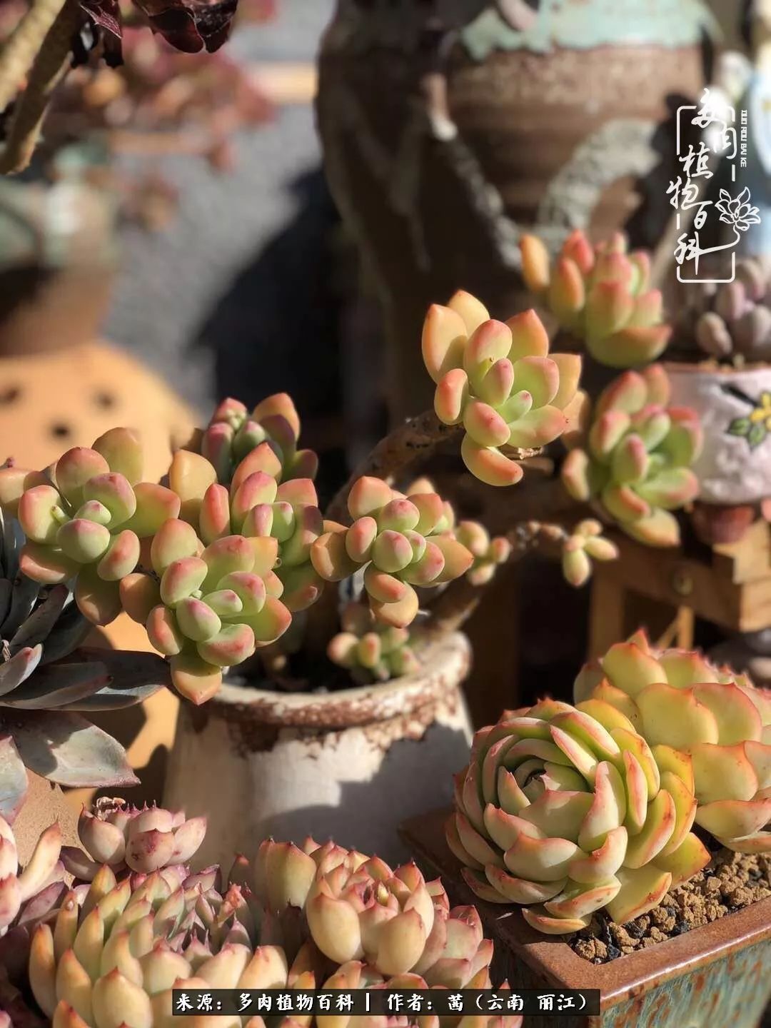 一年四季不同景,一院多肉陪我后半生!